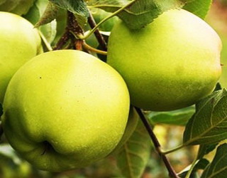 ТОП-3 найпопулярніших сортів яблунь в Україні